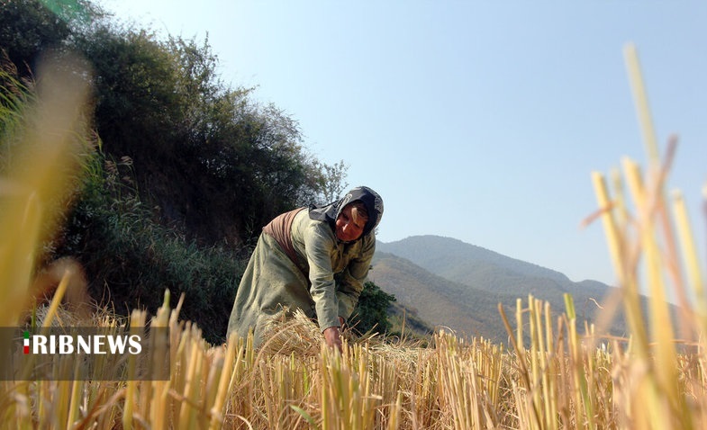 اقتصاد به روایت تصاویر ۱۵ مهر ۹۹