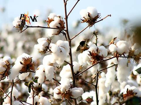 کشت مکانیزه در ۸۰ درصد مزارع پنبه خراسان رضوی