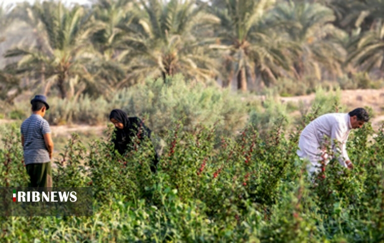 اقتصاد به روایت تصاویر ۱۶ مهر