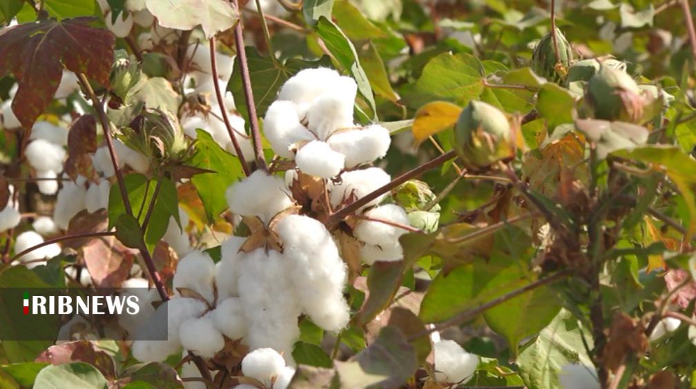 به بهانه ۱۵مهر (۷ اکتبر) روز جهانی پنبه