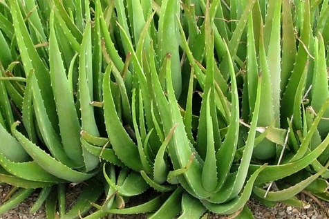 هفت گیاه تصفیه‌کننده خون را بشناسید