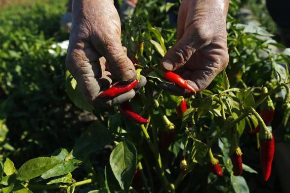 قرمز به تندی فلفل های فرومد