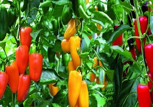 قرمز به تندی فلفل های فرومد