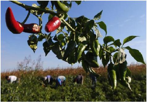 قرمز به تندی فلفل های فرومد