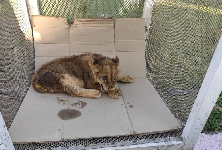 کشف توله شیر قاچاق