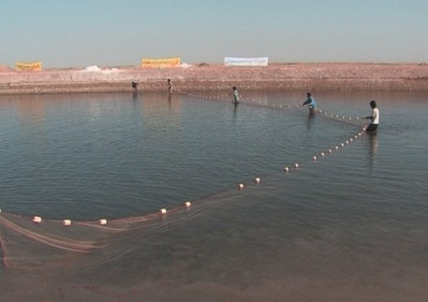 تحقق رویای کویرنشینان برای پرورش ماهی 