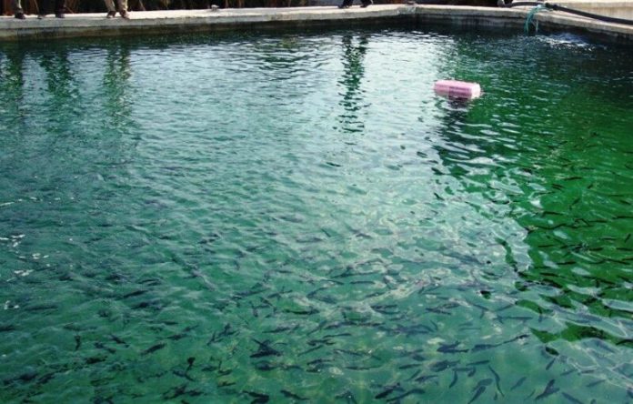 تحقق رویای کویرنشینان برای پرورش ماهی 