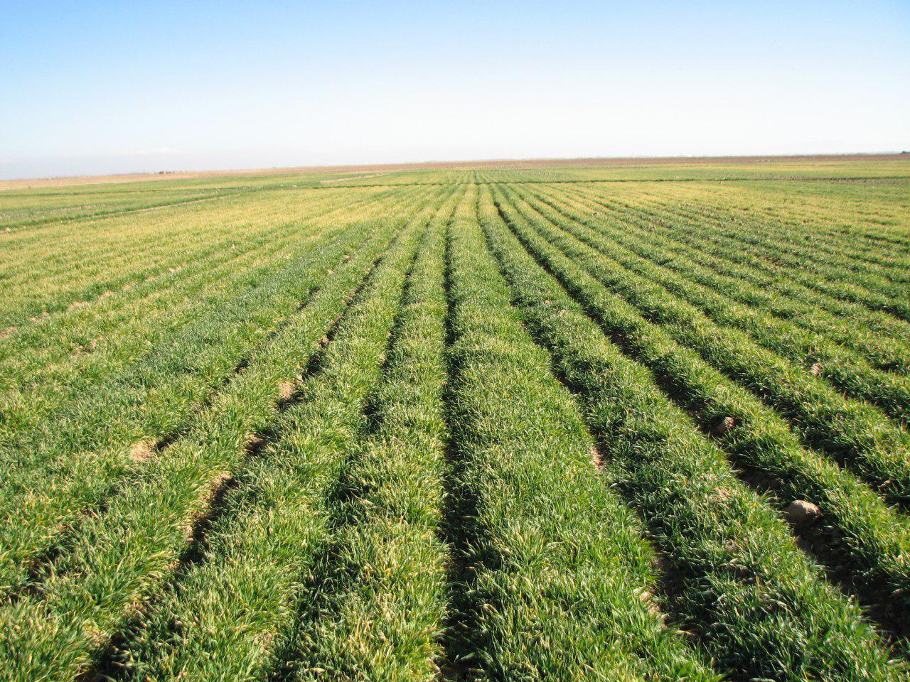 بازار «سیاه»،از کود شیمیایی تا بذر گندم بازار «سیاه»،از کود شیمیایی تا بذر گندم