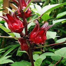 چای ترش سیستان و بلوچستان در بازار