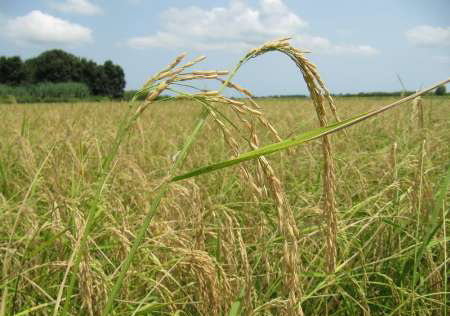 تولید سه هزارتن برنج سفید در دره شهر تولید سه هزارتن برنج سفید در دره شهر