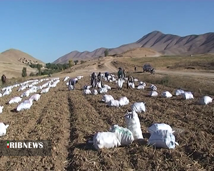 برداشت ۱۵ هزار تُن سیب زمینی از مزارع شهرستان بِن + فیلم برداشت ۱۵ هزار تُن سیب زمینی از مزارع شهرستان بِن + فیلم