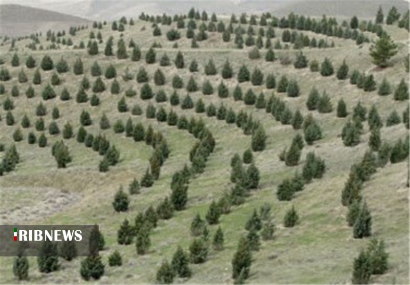 در ۲ هزار هکتار از جنگل های استان همدان