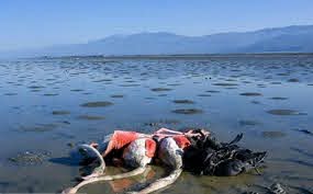 فرود بی پرواز&hellip;