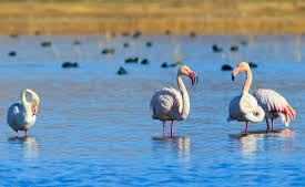 فرود بی پرواز&hellip;