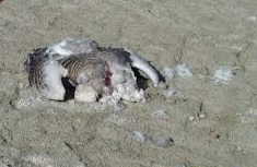 فرود بی پرواز&hellip;