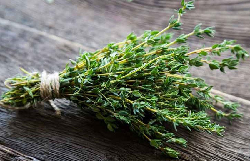 آشنایی با گیاهان دارویی کوهستانی آشنایی با گیاهان دارویی کوهستانی