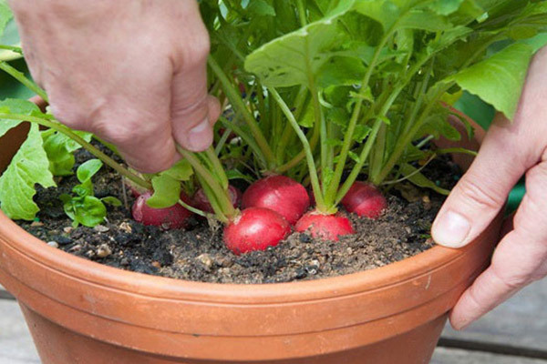 نحوه کاشت سبزی ارگانیک در خانه