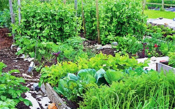 نحوه کاشت سبزی ارگانیک در خانه