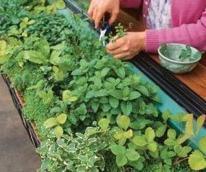 نحوه کاشت سبزی ارگانیک در خانه