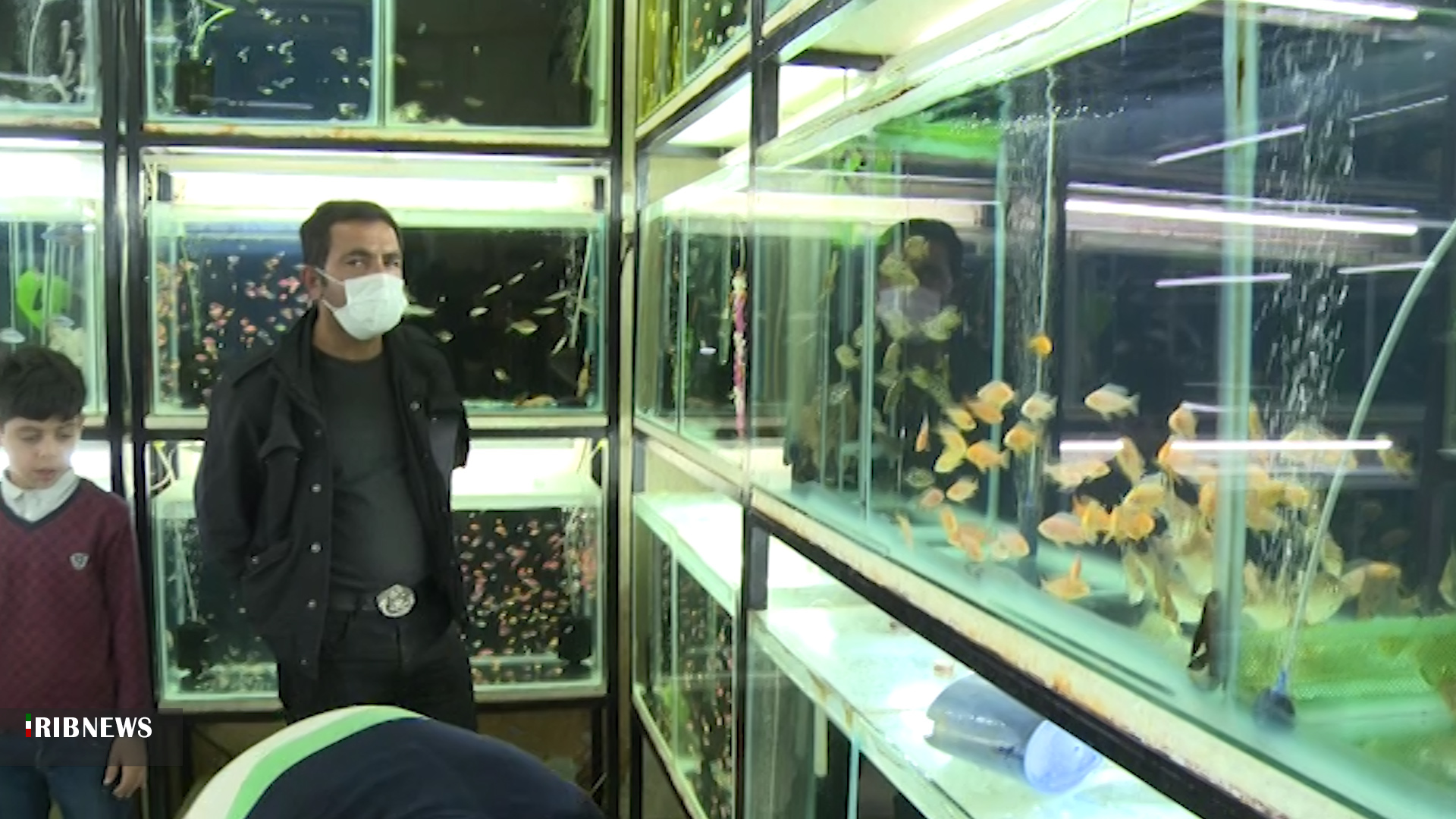 تولید سالانه ۴۵۰ هزار قطعه ماهی زینتی در چهارمحال و بختیاری تولید سالانه ۴۵۰ هزار قطعه ماهی زینتی در چهارمحال و بختیاری