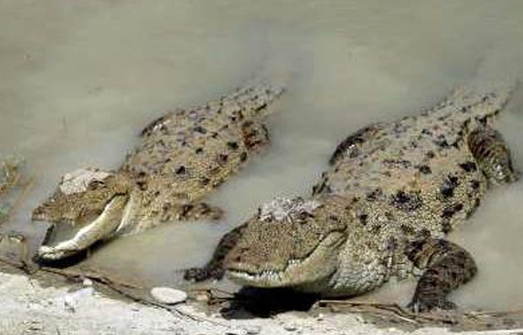 مشاهده تمساح در رودخانه قزل اوزن خلخال واقعیت ندارد مشاهده تمساح در رودخانه قزل اوزن خلخال واقعیت ندارد