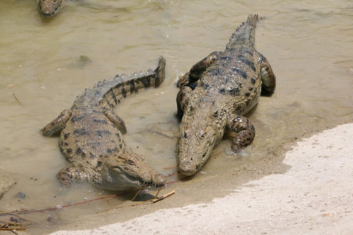 مشاهده تمساح در رودخانه قزل اوزن خلخال واقعیت ندارد