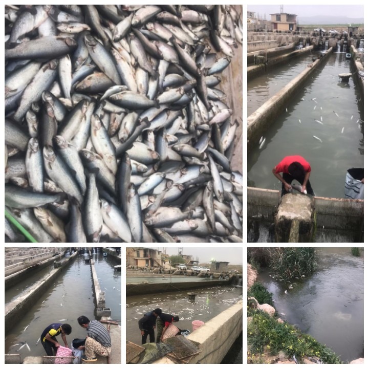 گزارش مکتوب:ماهی‌ها، زِنده زِنده مُردند