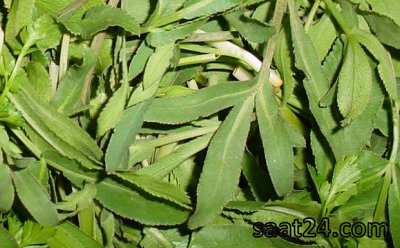 کمک به بهبود زخم معده با گیاه پاغازه کمک به بهبود زخم معده با گیاه پاغازه