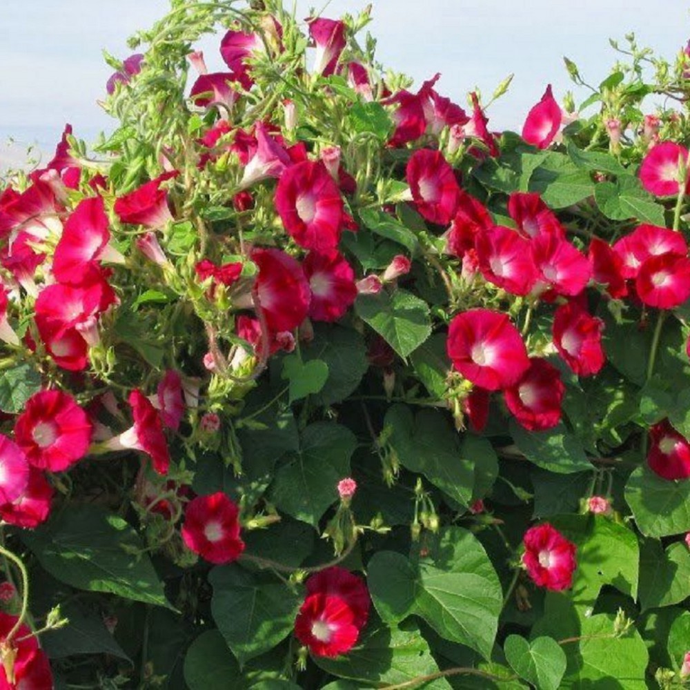 نیلوفر؛ گلی زیبا با رنگهای متنوع نیلوفر؛ گلی زیبا با رنگهای متنوع