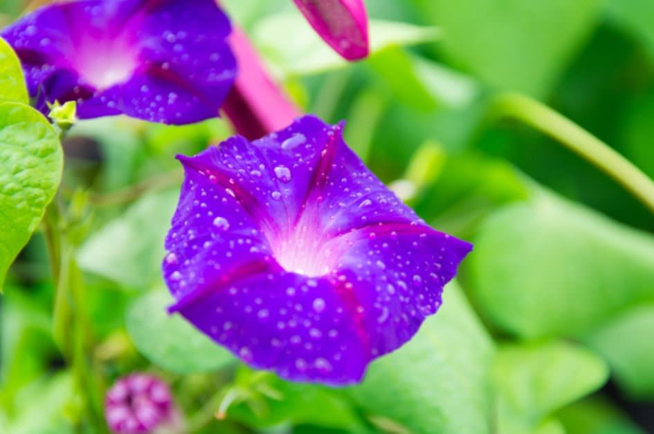 نیلوفر؛ گلی زیبا با رنگهای متنوع نیلوفر؛ گلی زیبا با رنگهای متنوع