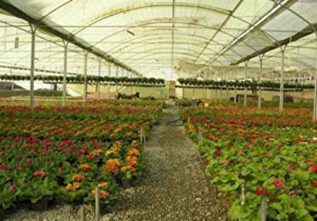 گلخانه برای زیباسازی فیرورق