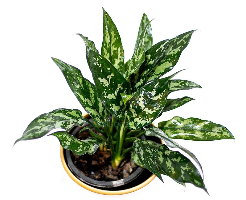 گل&zwnj;هایی به حال و هوای بهاری برای عید نوروز