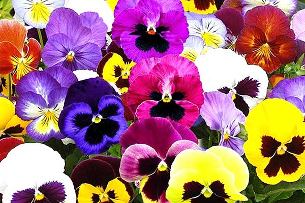 گل&zwnj;های مناسب عید نوروز با حال و هوای بهاری