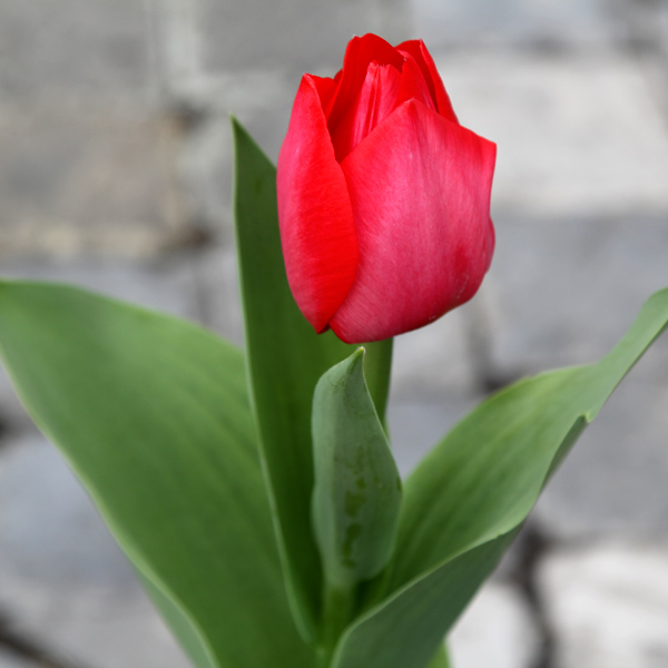 گل&zwnj;های مناسب عید نوروز با حال و هوای بهاری