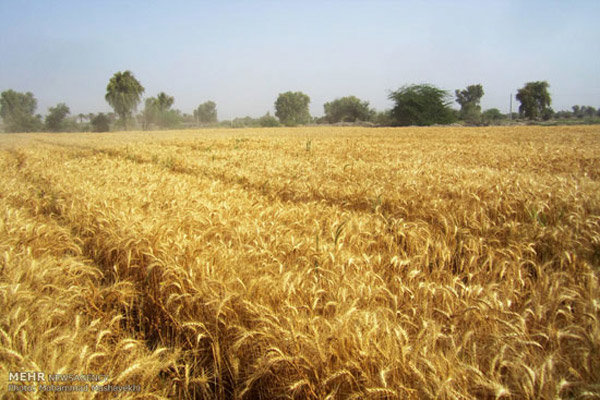 کشت ۲۹۸هزار هکتار گندم در استان اردبیل