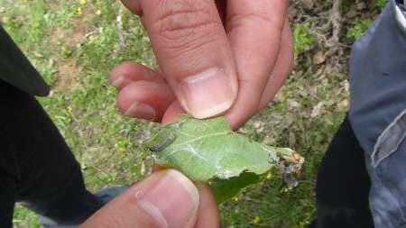 مبارزه با آفت برگخوار بلوط در جنگلهای ارسباران مبارزه با آفت برگخوار بلوط در جنگلهای ارسباران