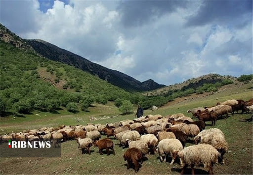 کاهش 65 درصدی تولید علوفه در کردستان