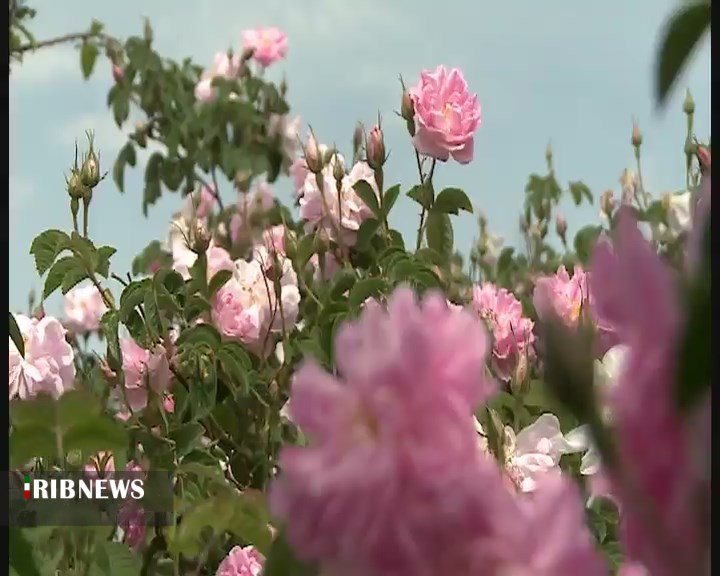 برداشت گل محمدی از گلستان&zwnj;های خراسان شمالی