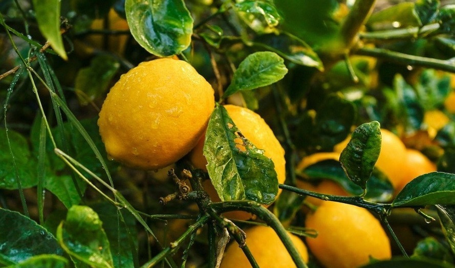 باغچه‌ خود را با گیاهان بین‌المللی بکارید!