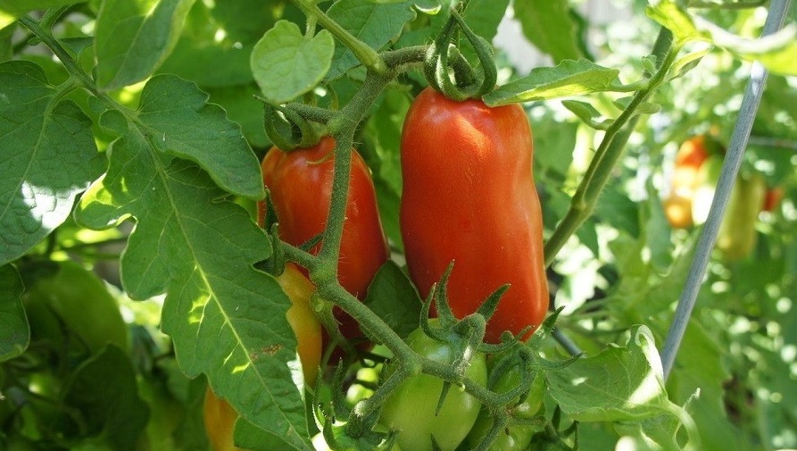 باغچه‌ خود را با گیاهان بین‌المللی بکارید!