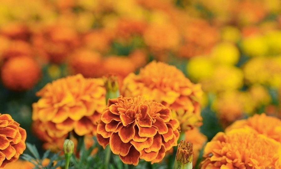 باغچه‌ خود را با گیاهان بین‌المللی بکارید!