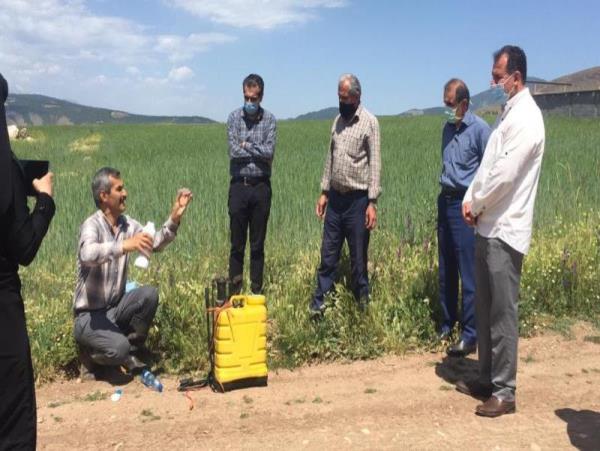 پیش بینی خرید تضمینی ۱۸۰۰ تن گندم و جو از کشاورزان نوشهری