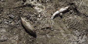 آب در رودخانه بالیخلوچای اردبیل جاری شد