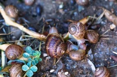 کدام ترفندهای خانگی حلزون باغچه را نابود می‌کنند؟