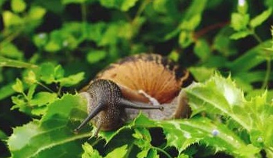 کدام ترفندهای خانگی حلزون باغچه را نابود می‌کنند؟