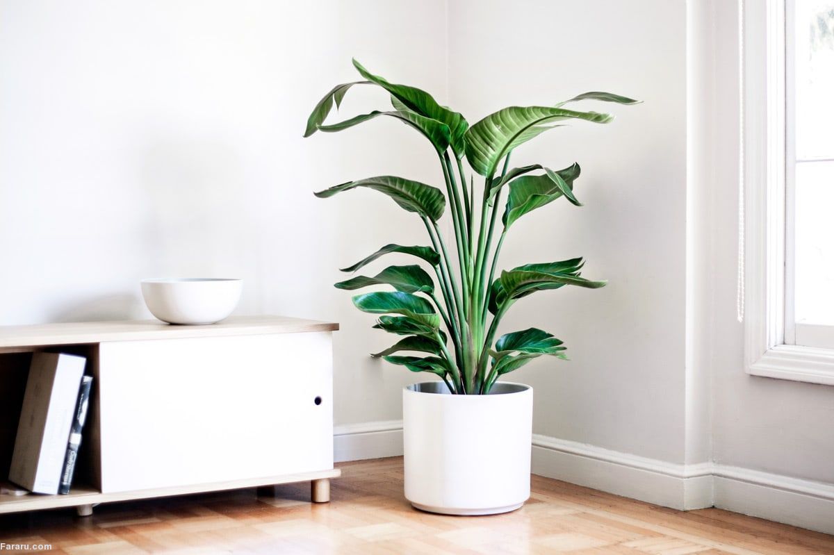 معرفی گیاهان آپارتمانی غول پیکر