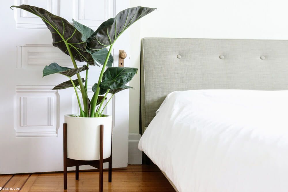 معرفی گیاهان آپارتمانی غول پیکر