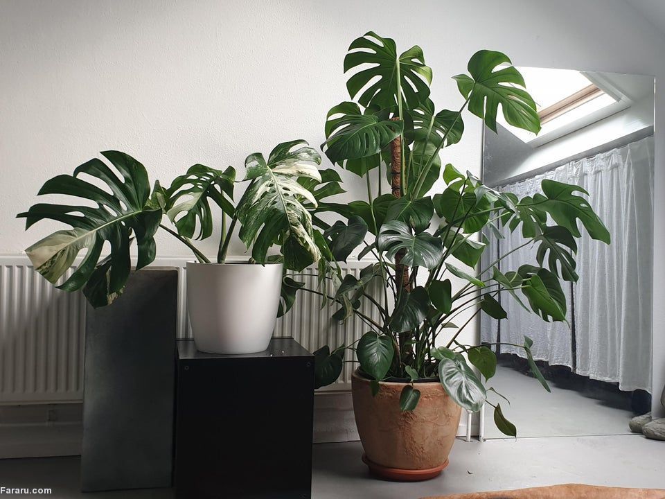 معرفی گیاهان آپارتمانی غول پیکر