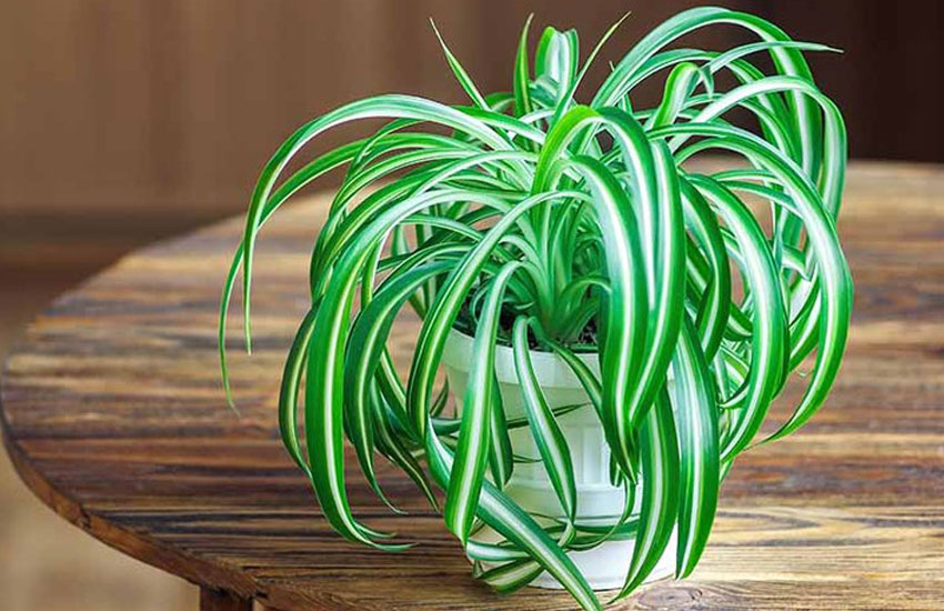 بهترین گیاهان آپارتمانی با رشد سریع بهترین گیاهان آپارتمانی با رشد سریع