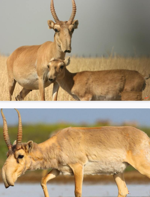 عجیب&zwnj;ترین جانوران کره زمین